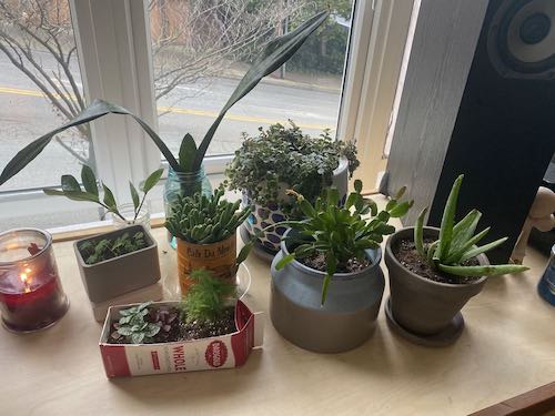 all plants